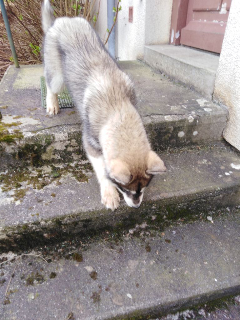 Joseph Lacolley - Chiots disponibles - Siberian Husky