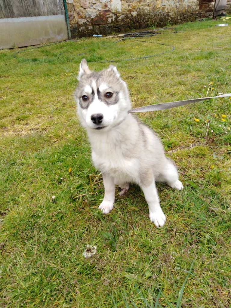 Joseph Lacolley - Chiots disponibles - Siberian Husky