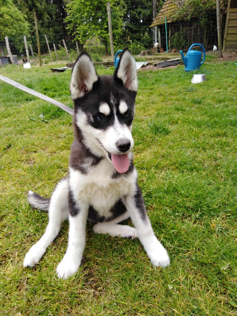 Joseph Lacolley - Chiots disponibles - Siberian Husky