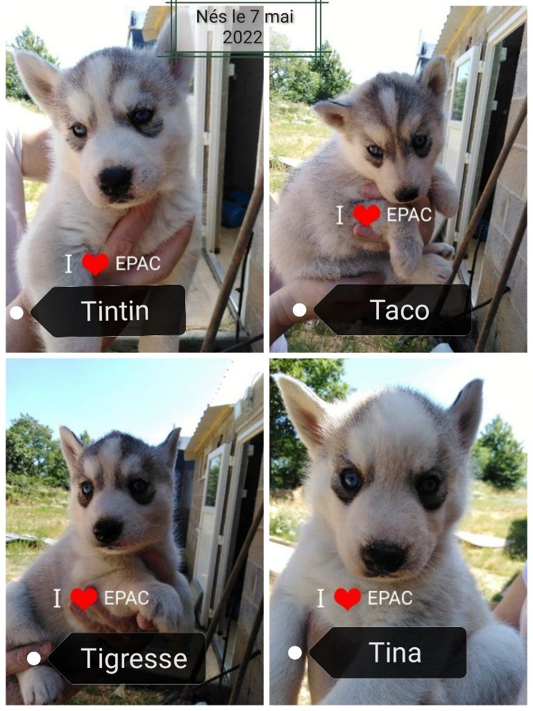 Chiot Siberian Husky Joseph Lacolley