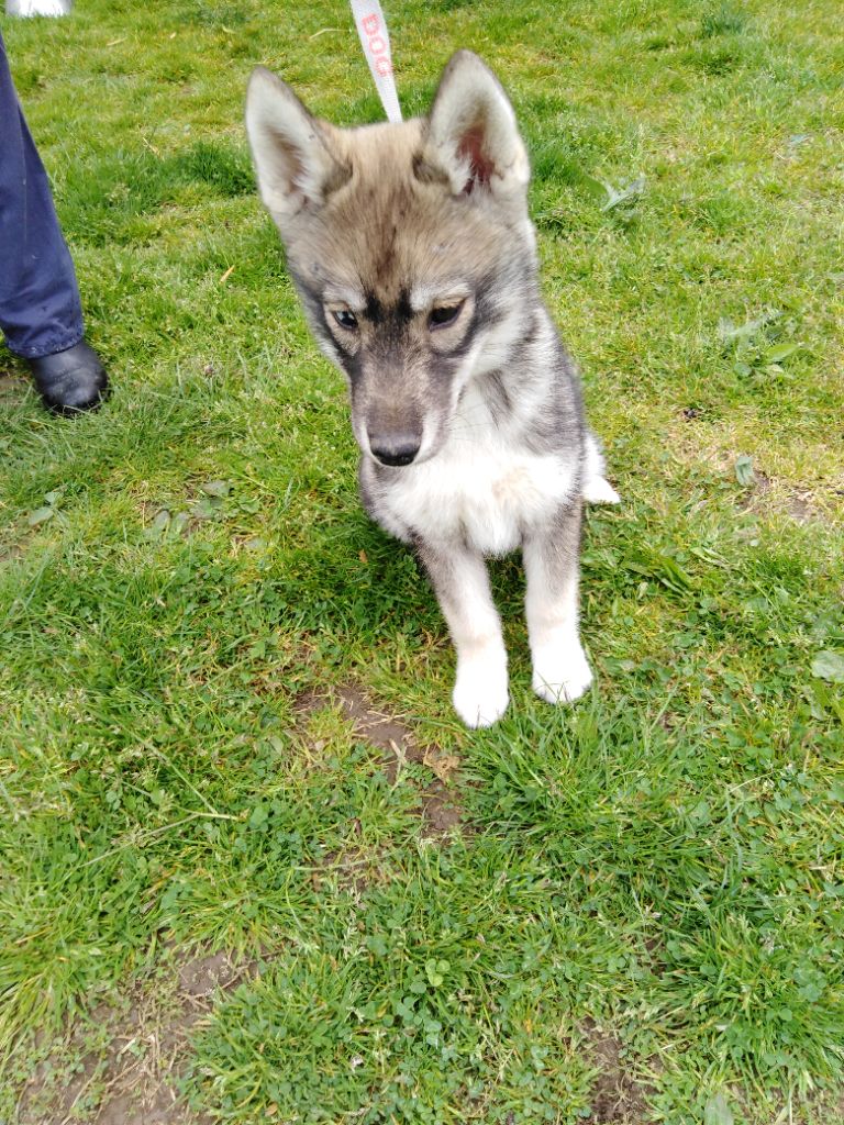 Joseph Lacolley - Chiots disponibles - Siberian Husky