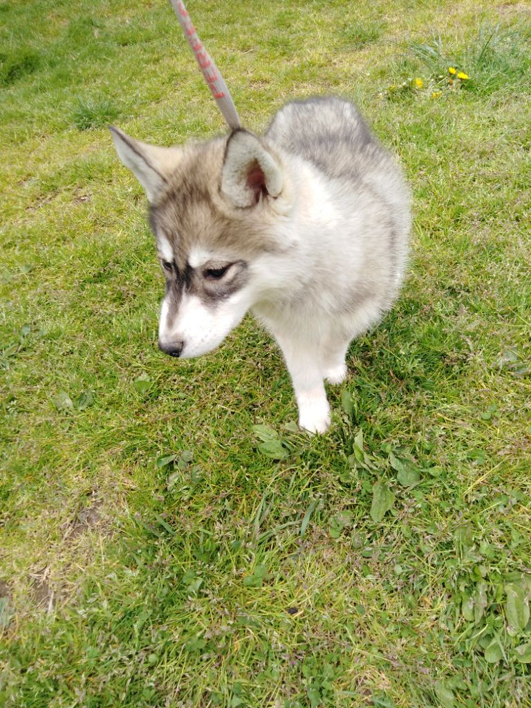 Joseph Lacolley - Chiots disponibles - Siberian Husky