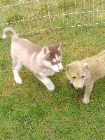 CHIOT