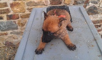 CHIOT
