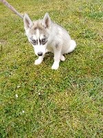 SARA
