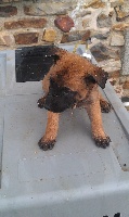 CHIOT