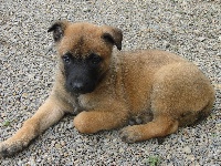 CHIOT