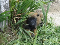 CHIOT