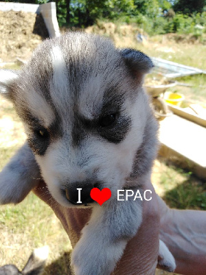 CHIOT 2