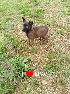 CHIOT 5