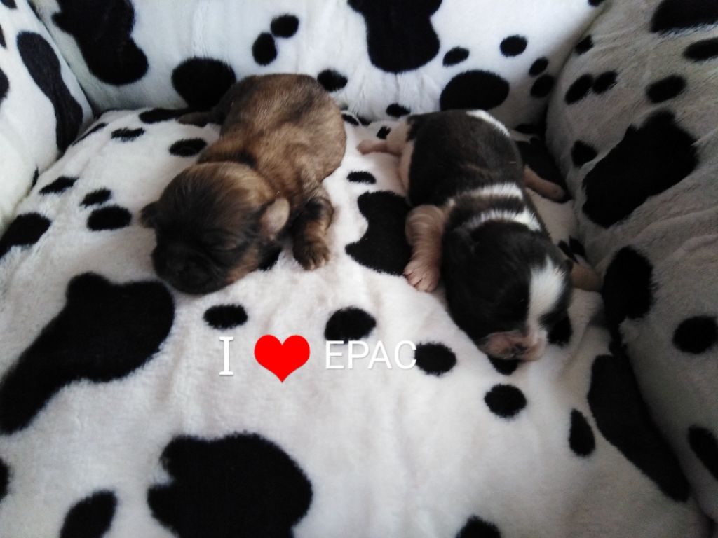 Chiot Shih Tzu Joseph Lacolley