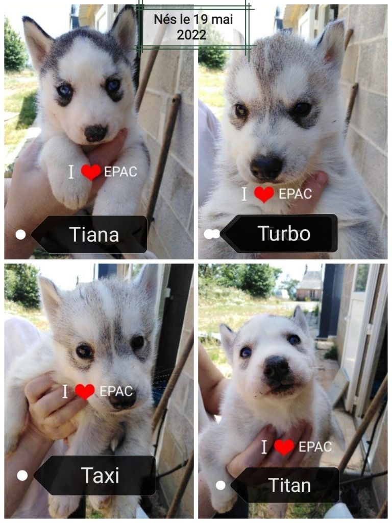 Chiot Siberian Husky Joseph Lacolley
